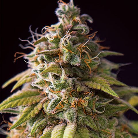 Dope Breeders - VISION SEEDS Caramel Monster Image