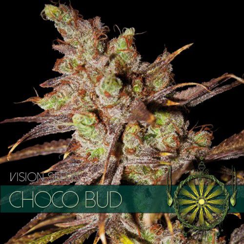 Dope Breeders - VISION SEEDS Choco Bud Image