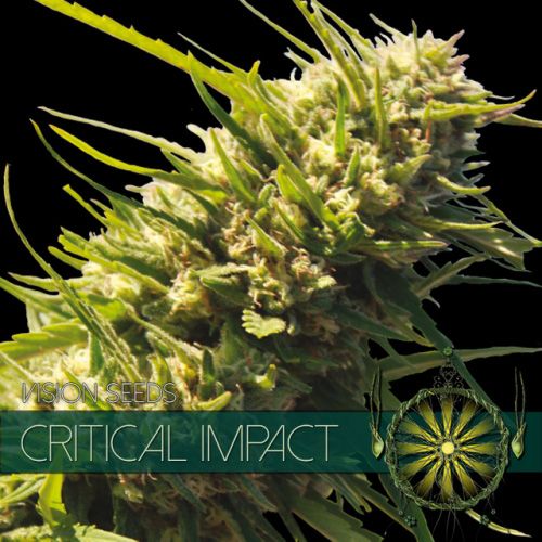 Dope Breeders - VISION SEEDS Critical Impact Image