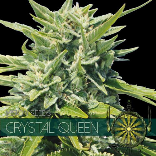 Dope Breeders - VISION SEEDS Crystal Queen Image