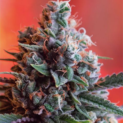 Dope Breeders - VISION SEEDS Dark Star x AK-49 Image