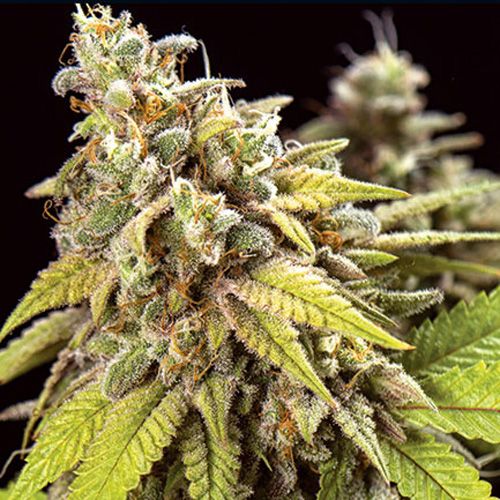 Dope Breeders - VISION SEEDS Doctor Jamaica Auto Image