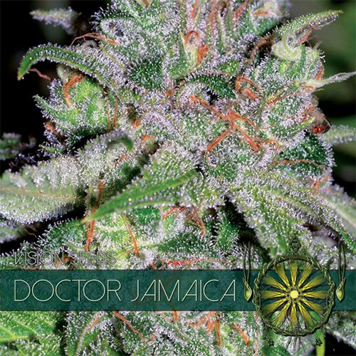 Dope Breeders - VISION SEEDS Doctor Jamaica Image