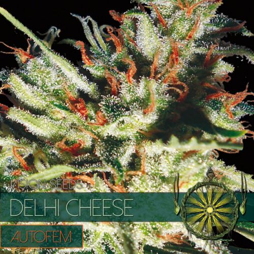 Dope Breeders - VISION SEEDS Goudas Grass Auto aka Delhi Cheese Auto Image