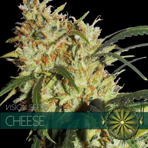 Dope Breeders - VISION SEEDS Goudas Grass aka Cheese Image