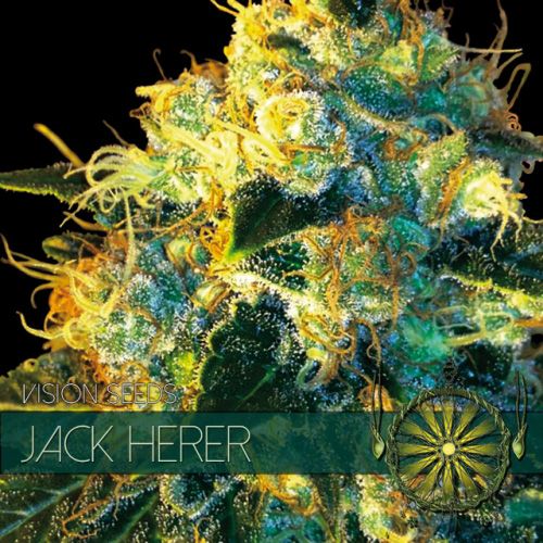 Dope Breeders - VISION SEEDS Jack Herer Image