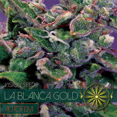 Dope Breeders - VISION SEEDS La Blanca Gold Auto Image