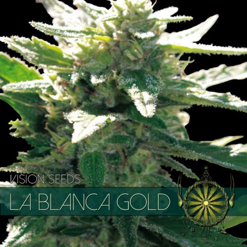 Dope Breeders - VISION SEEDS La Blanca Gold Image