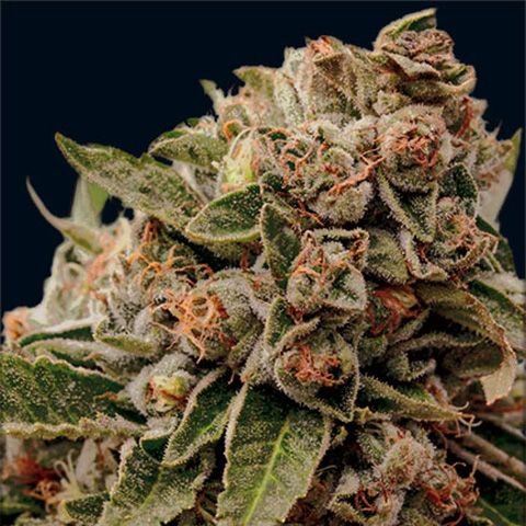 Dope Breeders - VISION SEEDS Lambs Breath x AK-49 Image