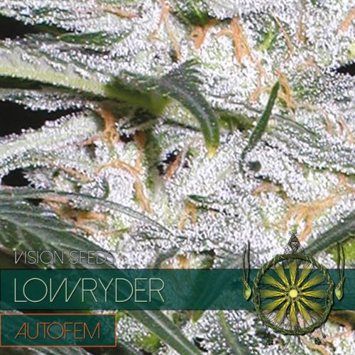 Dope Breeders - VISION SEEDS Lowryder Auto Image