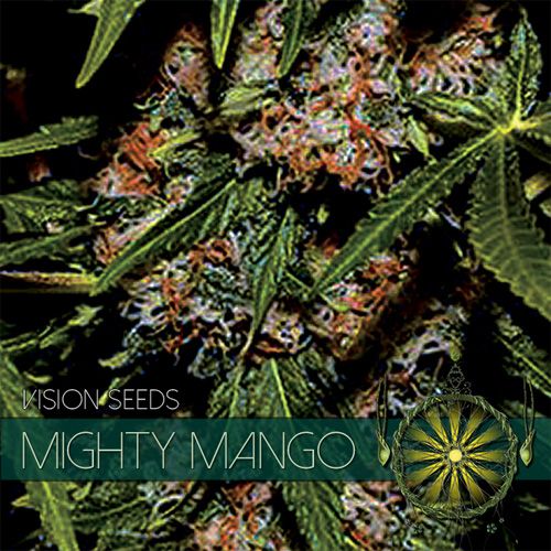 Dope Breeders - VISION SEEDS Mighty Mango Bud Image