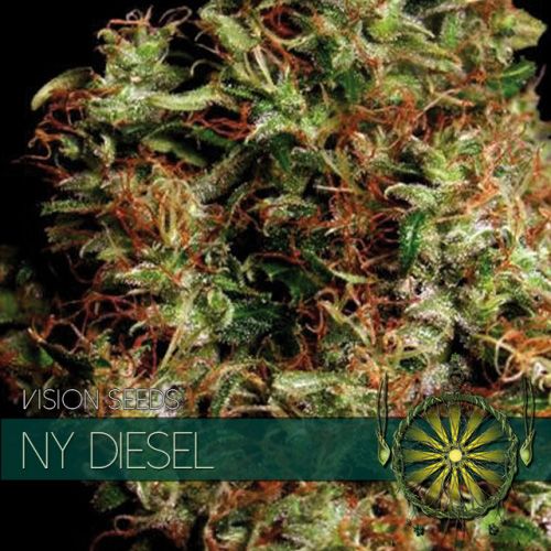 Dope Breeders - VISION SEEDS NY Diesel Image