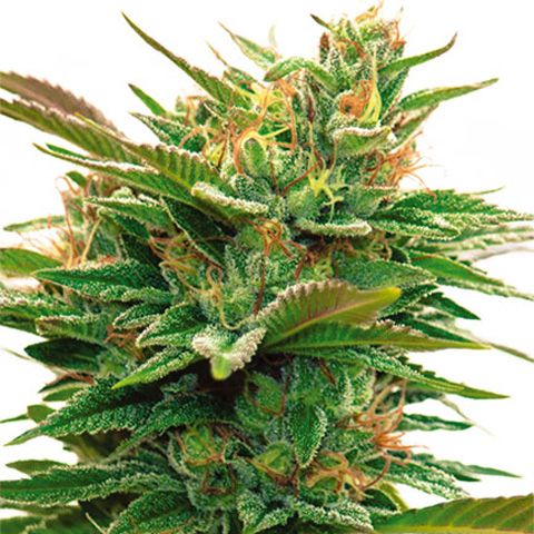 Dope Breeders - VISION SEEDS Nicole x OG Image