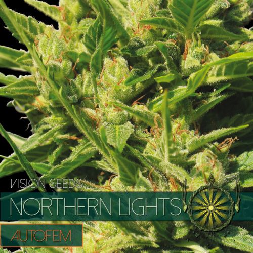 Dope Breeders - VISION SEEDS Northern Lights Auto Image