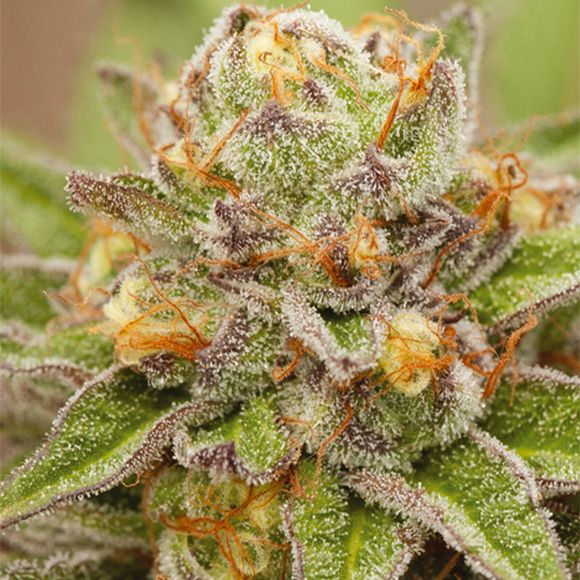 Dope Breeders - VISION SEEDS Pure Gelato Image