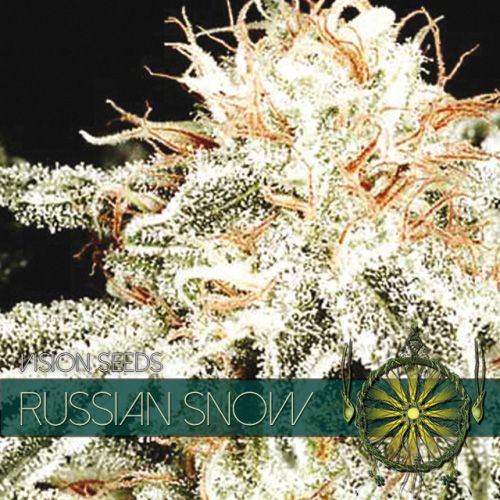 Dope Breeders - VISION SEEDS Russian Snow Image