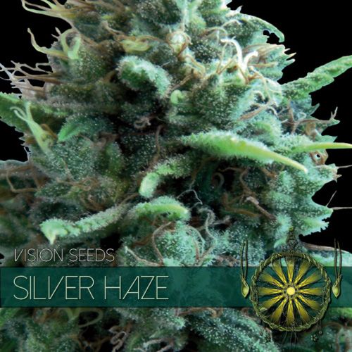 Dope Breeders - VISION SEEDS Silver Haze Image