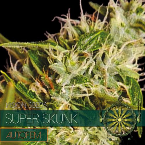 Dope Breeders - VISION SEEDS Super Skunk Auto Image