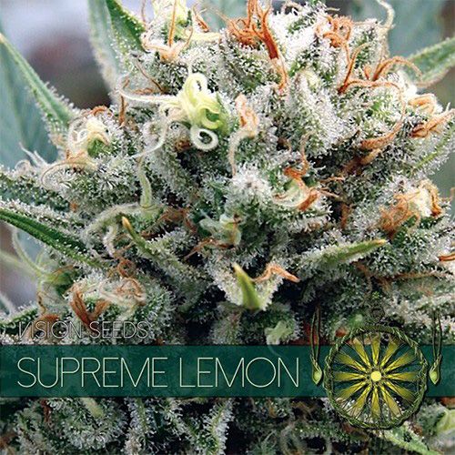 Dope Breeders - VISION SEEDS Supreme Lemon Image