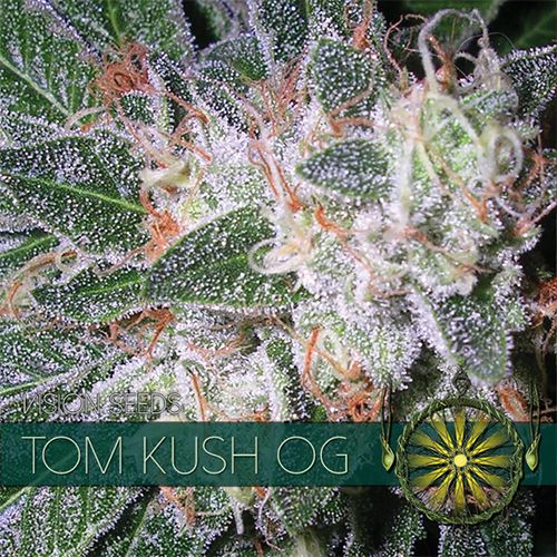 Dope Breeders - VISION SEEDS Tom Kush OG Image