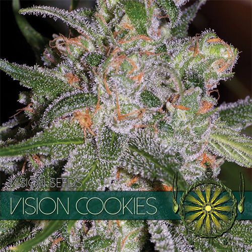 Dope Breeders - VISION SEEDS Vision Cookies Image