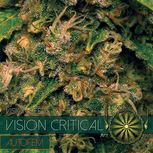 Dope Breeders - VISION SEEDS Vision Critical Auto Image