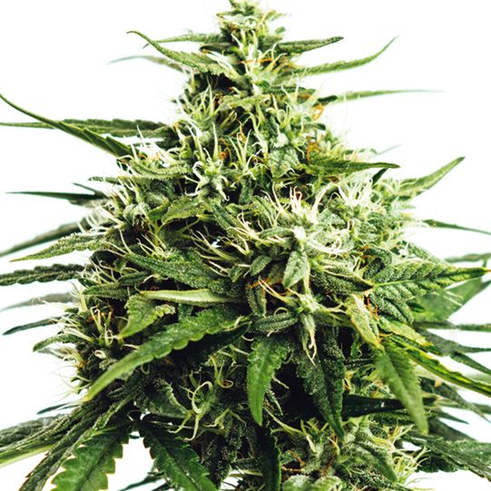 Dope Breeders - VISION SEEDS Vision Gorilla Auto Image