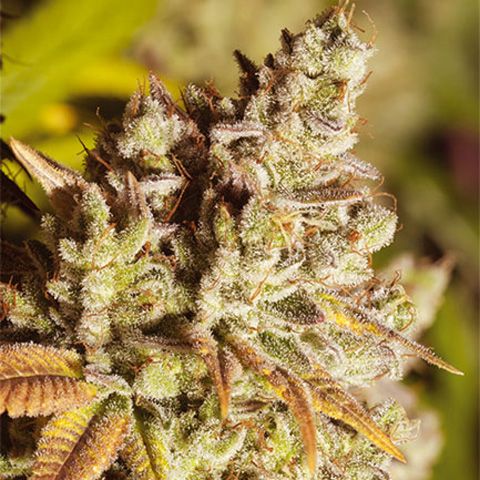 Dope Breeders - VISION SEEDS Vision Gorilla Image