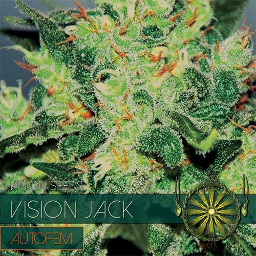 Dope Breeders - VISION SEEDS Vision Jack Auto Image