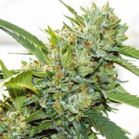 Dope Breeders - VISION SEEDS Vision Kosher Image