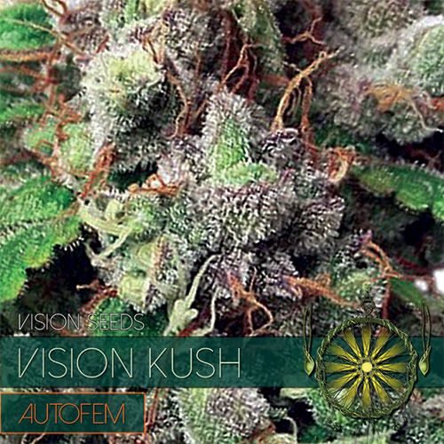 Dope Breeders - VISION SEEDS Vision Kush Auto Image