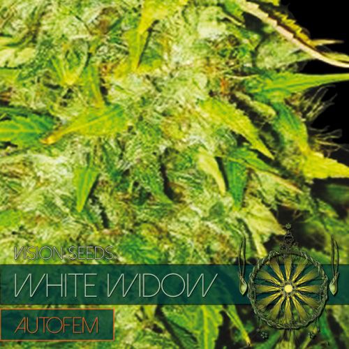 Dope Breeders - VISION SEEDS White Widow Auto Image