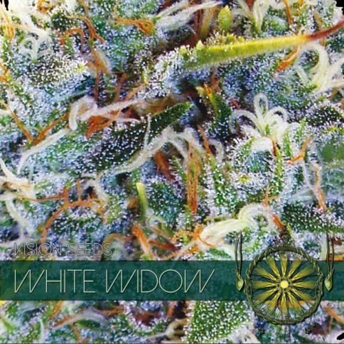 Dope Breeders - VISION SEEDS White Widow Image