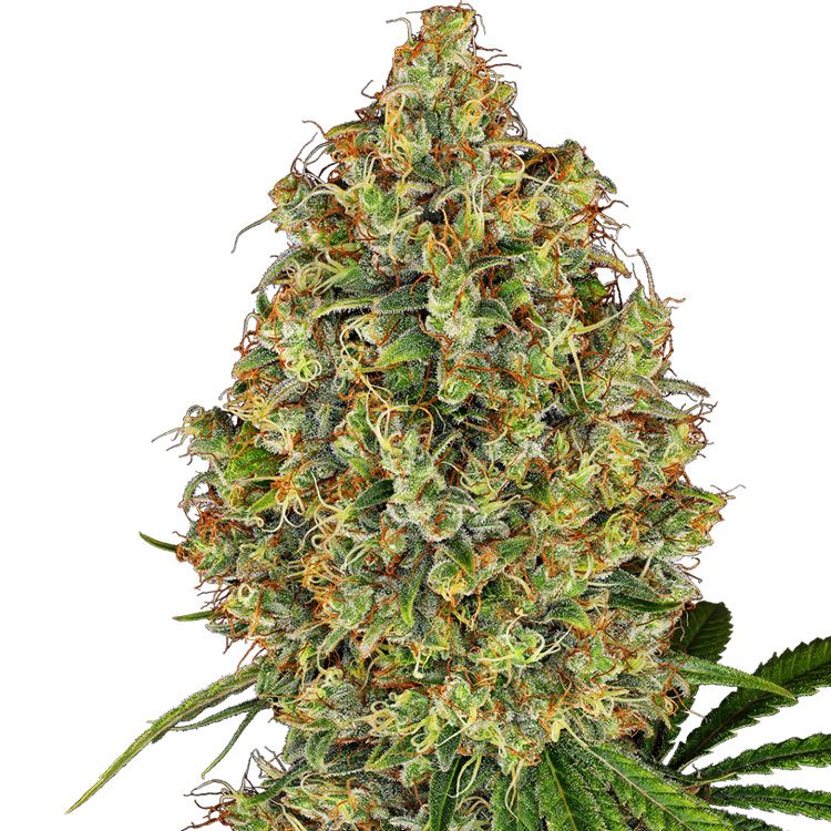 Dope Breeders - WHITE LABEL SEEDS AK420 Image