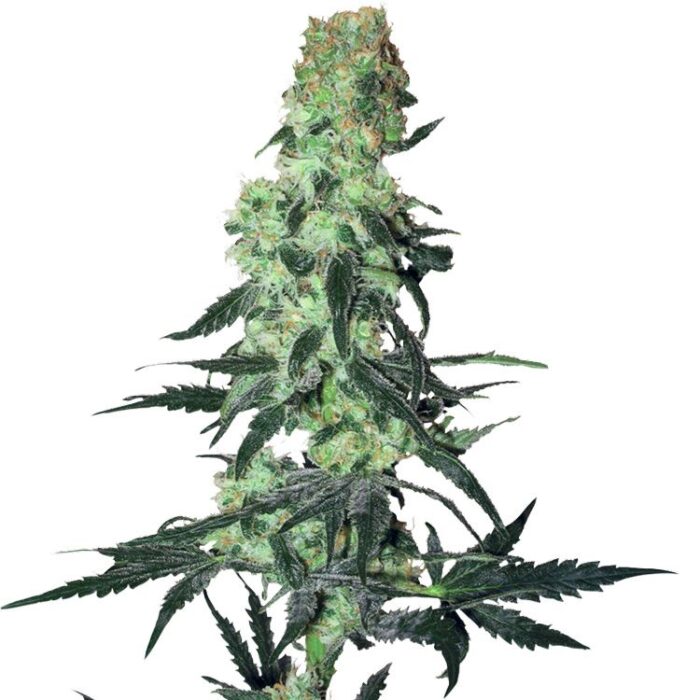 Dope Breeders - WHITE LABEL SEEDS Amnesia White Image