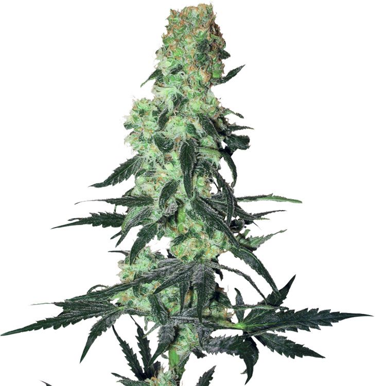 Dope Breeders - WHITE LABEL SEEDS Amnesia White Image