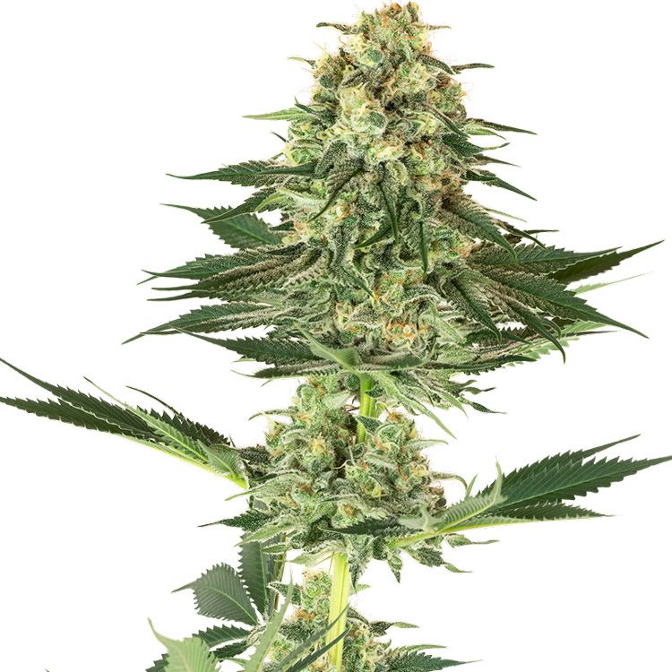 Dope Breeders - WHITE LABEL SEEDS Banana Kush Image