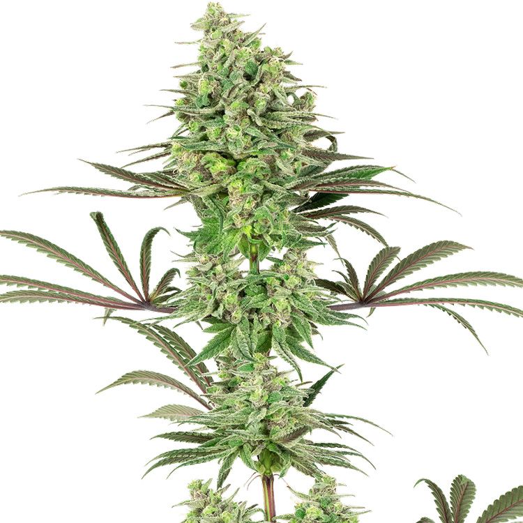 Dope Breeders - WHITE LABEL SEEDS Double Banana Kush Image