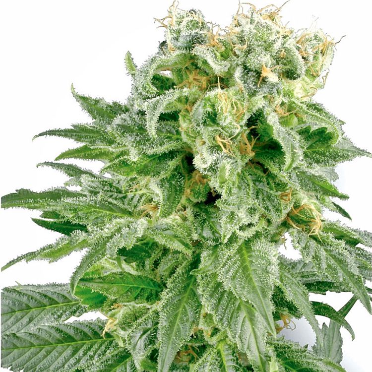 Dope Breeders - WHITE LABEL SEEDS Double Gum Image