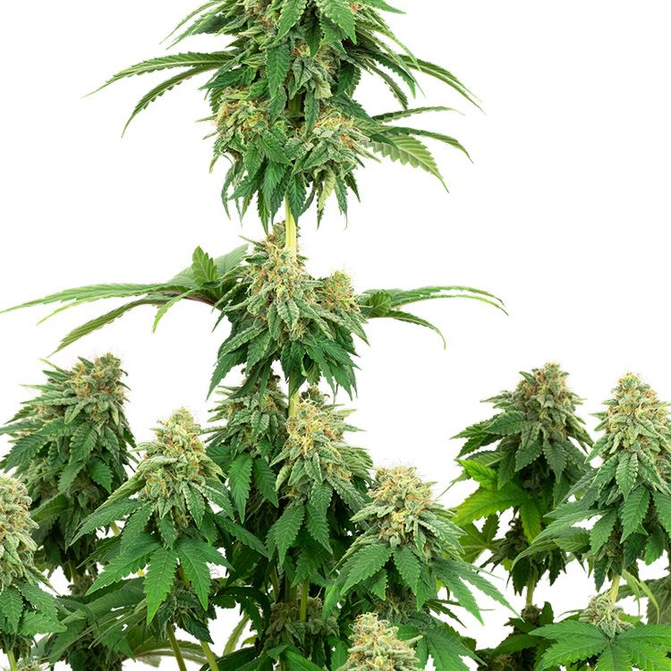 Dope Breeders - WHITE LABEL SEEDS Girl Scout Cookies Image