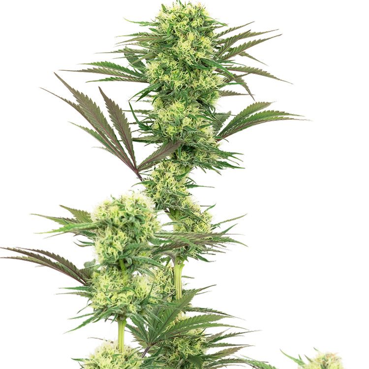 Dope Breeders - WHITE LABEL SEEDS Guava Jelly Image