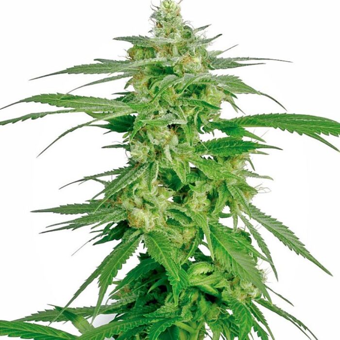 Dope Breeders - WHITE LABEL SEEDS Hollands Hope Image