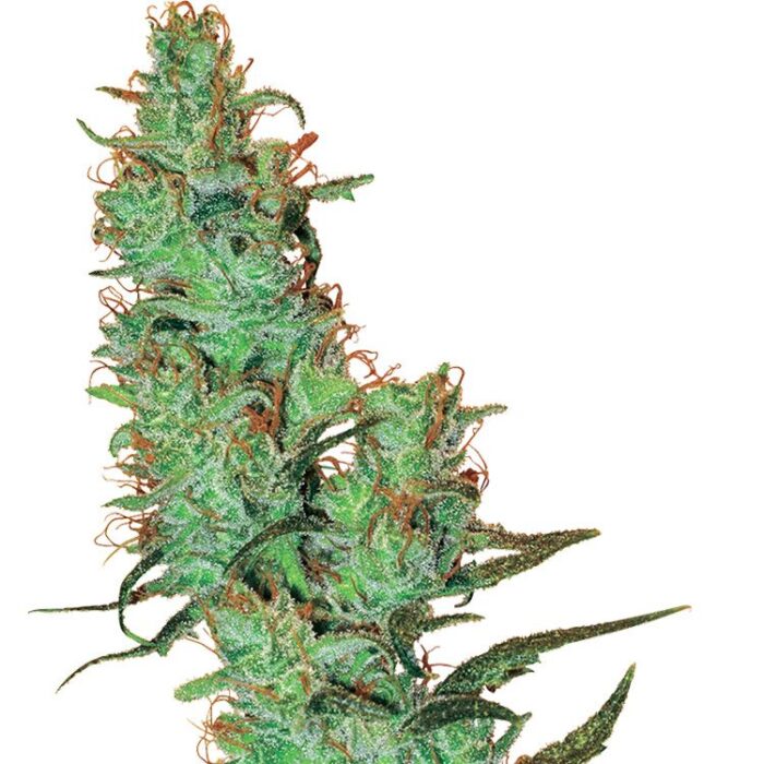 Dope Breeders - WHITE LABEL SEEDS Jack Herer Image