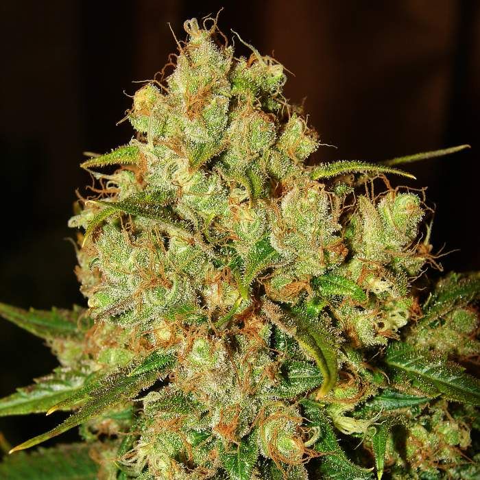 Dope Breeders - WHITE LABEL SEEDS Master Kush Image