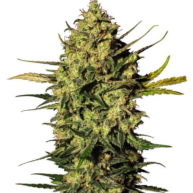 Dope Breeders - WHITE LABEL SEEDS Master Kush Automatic Image