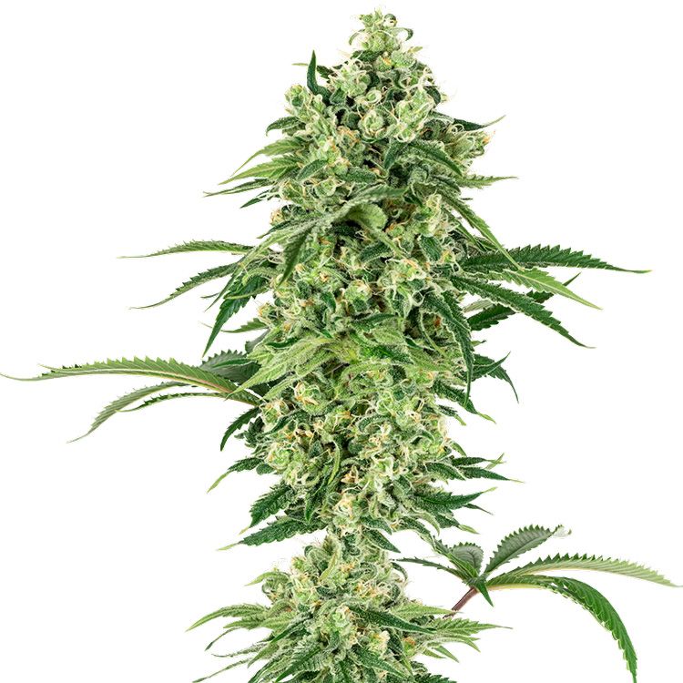 Dope Breeders - WHITE LABEL SEEDS Nicole Hindu Kush Image