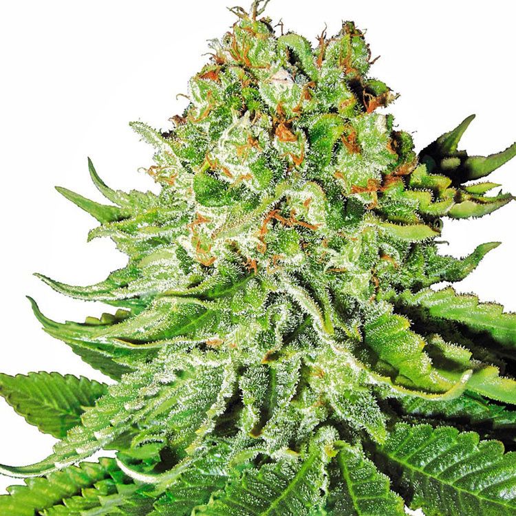 Dope Breeders - WHITE LABEL SEEDS Northern Lights Automatic Image