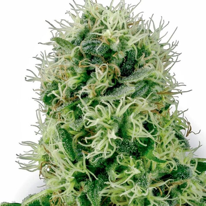 Dope Breeders - WHITE LABEL SEEDS Power Plant Image