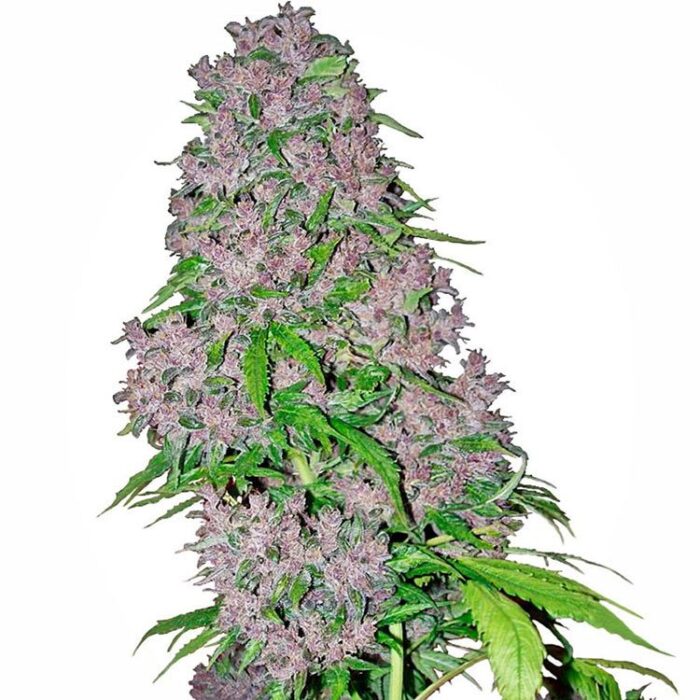 Dope Breeders - WHITE LABEL SEEDS Purple Bud Image