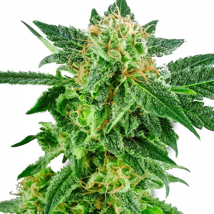 Dope Breeders - WHITE LABEL SEEDS Snow Ryder Auto Image